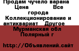 Продам чучело варана. › Цена ­ 15 000 - Все города Коллекционирование и антиквариат » Другое   . Мурманская обл.,Полярный г.